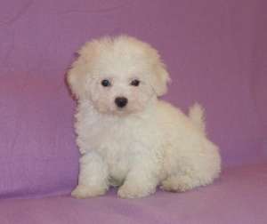 Vand pui de BICHON BOLOGNESE
