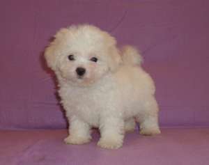 Vand pui de BICHON BOLOGNESE