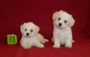 Canisa vinde pui de BICHON BOLOGNESE si BICHON MALTESE