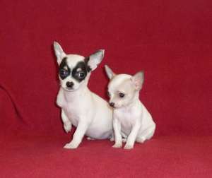 Vand pui de CHIHUAHUA