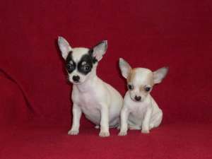 Vand pui de CHIHUAHUA