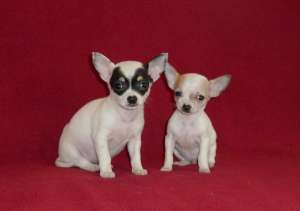 Vand pui de CHIHUAHUA