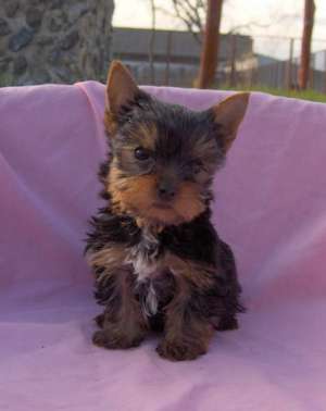 Vand pui de YORKSHIRE TERRIER