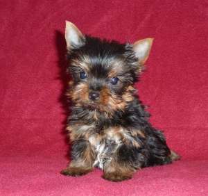 Canisa vinde pui de YORKSHIRE TERRIER