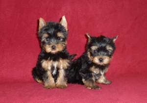 Canisa vinde pui de YORKSHIRE TERRIER