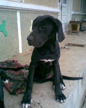 vand femela dog german