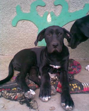 vand femela dog german