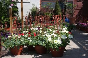 muscate ,  petunii,   craite,   begonia,  muscate englezesti si zonale