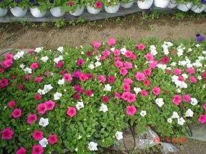 muscate ,  petunii,   craite,   begonia,  muscate englezesti si zonale