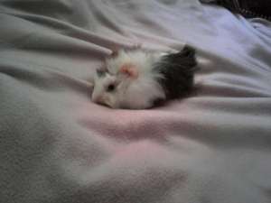 porcusor de guineea baietel
