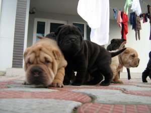 SHAR-PEI