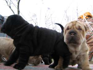 SHAR-PEI