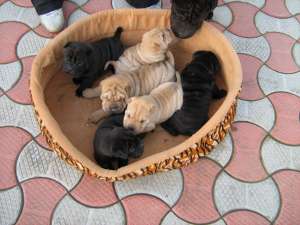 SHAR-PEI