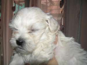 Bichon Maltes