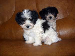 bichon havanese superbi