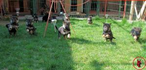 Vand pui Ciobanesc German cu PEDIGREE SI TEST DISPLAZIE