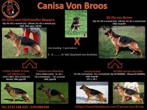Vand pui Ciobanesc German cu PEDIGREE SI TEST DISPLAZIE