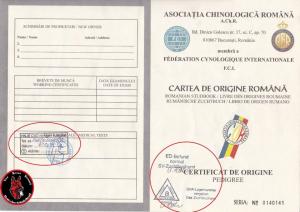 Vand pui Ciobanesc German cu PEDIGREE SI TEST DISPLAZIE