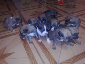 Vand pui de American Amstaff cu Rottweiler