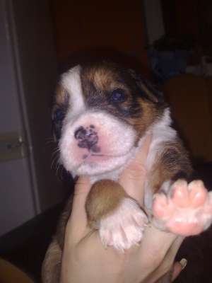 Vand pui de American Amstaff cu Rottweiler