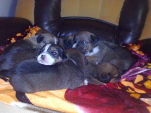 Vand pui de American Amstaff cu Rottweiler