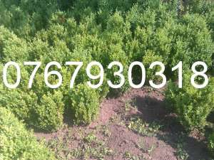 Buxus
