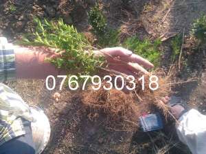 Buxus