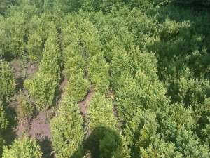 Buxus