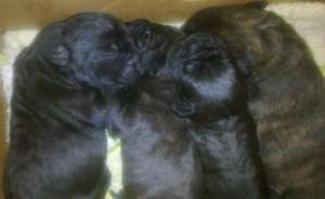 Cane Corso SUA