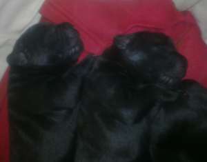 Cane Corso SUA