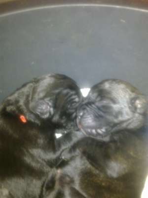 Cane Corso SUA