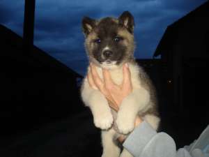 Akita American
