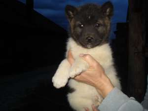 Akita American