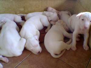 Dog Argentinian pui super 2 luni