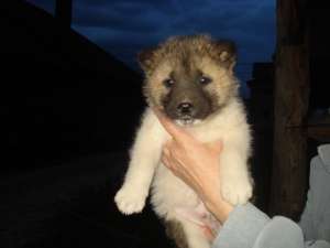 Akita American