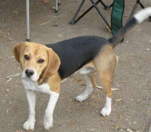 ofer beagle mascul pentru monta