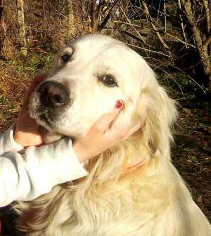 Pierdut caine Golden Retriever