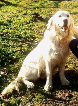 Pierdut caine Golden Retriever