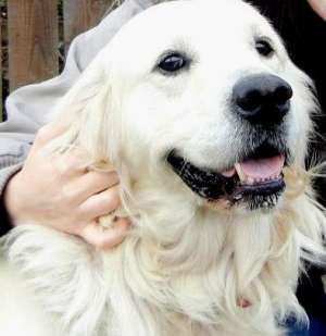 Pierdut caine Golden Retriever