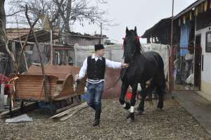 ARMASAR FRIZIAN DE VANZARE