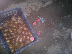 Vand CARTOFI ROSII cu miezul rosu soi scotian nemodificat genetic