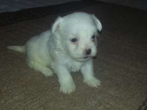 BICHON MALTESE mini toy-fetita si baietel,       6 saptamani
