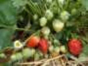 Vand stoloni capsuni