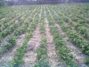 Vand stoloni capsuni