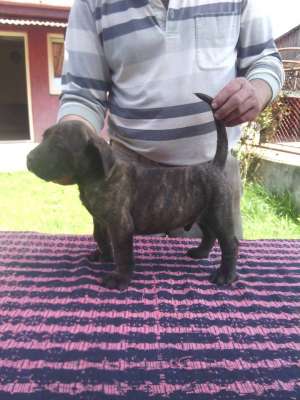 dogocanario