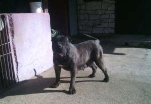 dogocanario