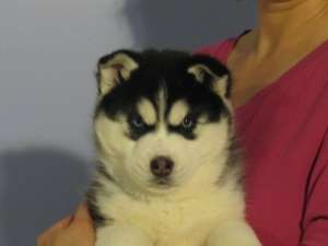 pui husky in toata tara.