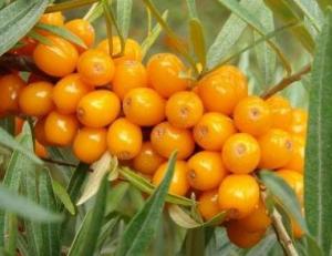 Catina si produse din catina