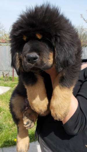 Tibetan mastiff sales de vanzare