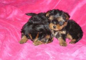 Pui yorkshire terrier
